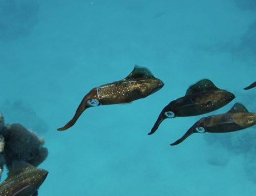 Underwater Caribbean: Beneath Devil’s Bay, Virgin Gorda